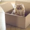 Que faire si vous devez abandonner votre chat ou chien lors d’un déménagement?